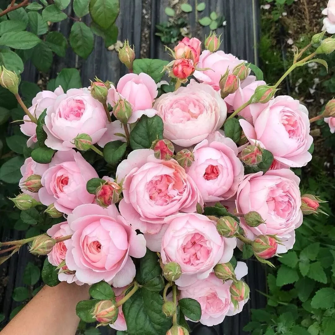 ONE Small Starter Well Rooted Plant Queen Of Sweden Rose