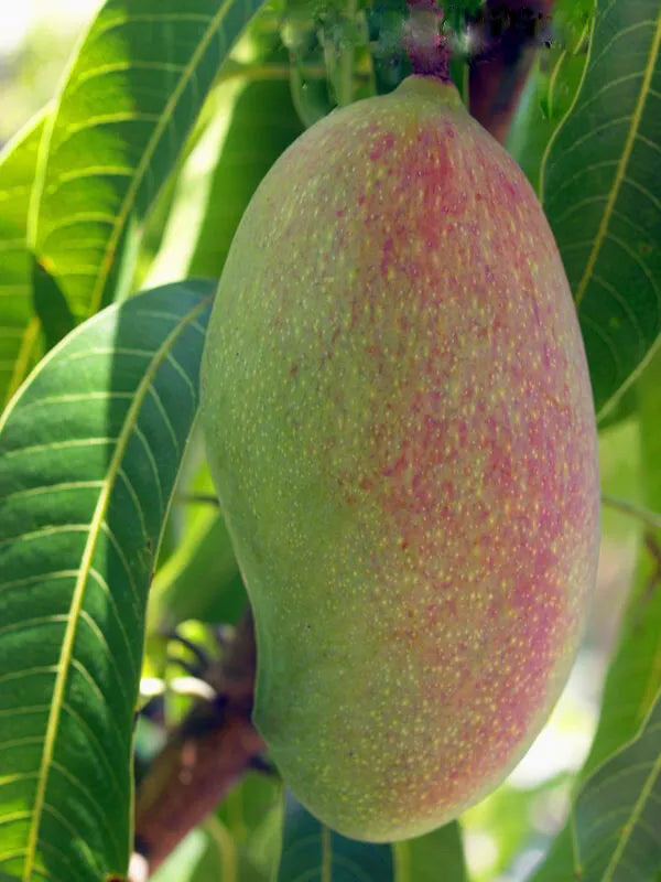 Mango keiit (MANGIFERA) live Tropical Fruit Tree 12”-24”