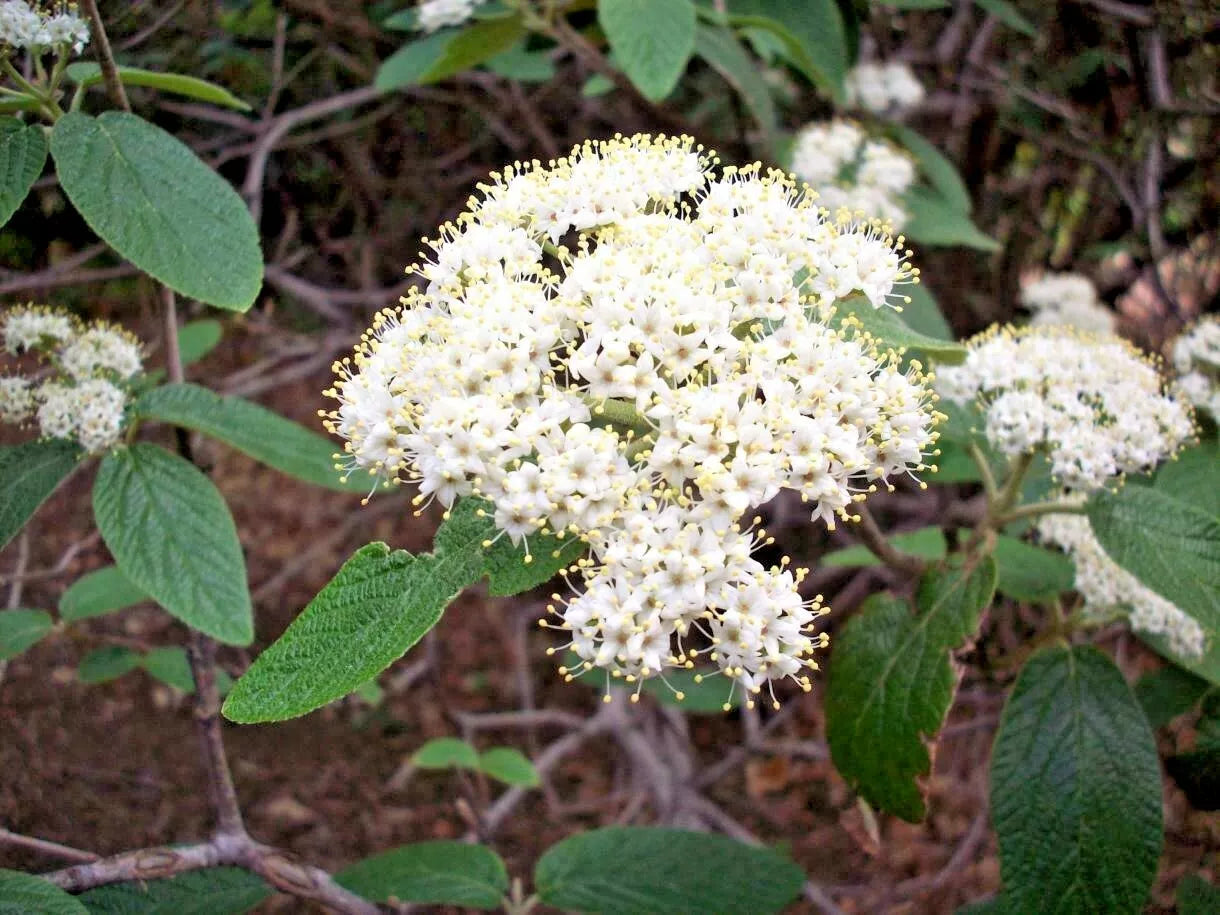 6 cuttings of Viburnum Allegheny Live Plant