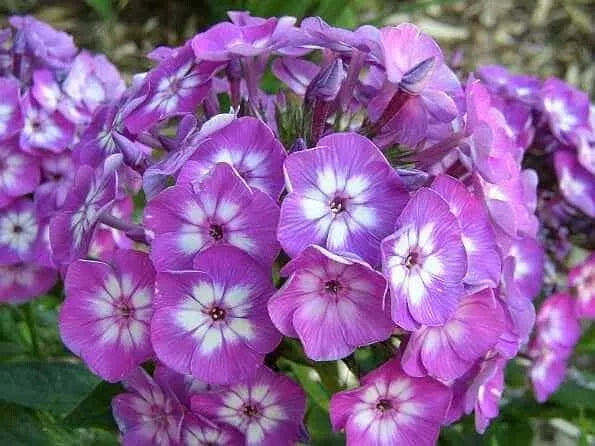 Phlox 'Laura', 1 Gallon Pot Live Plant