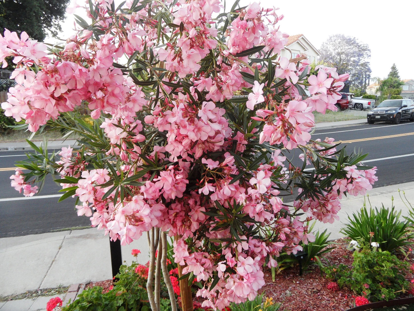 Oleander Cuttings 6" Pink Live Flower Plant for Propagation - Nerium oleander - Ready to Root Healthy Cuttings