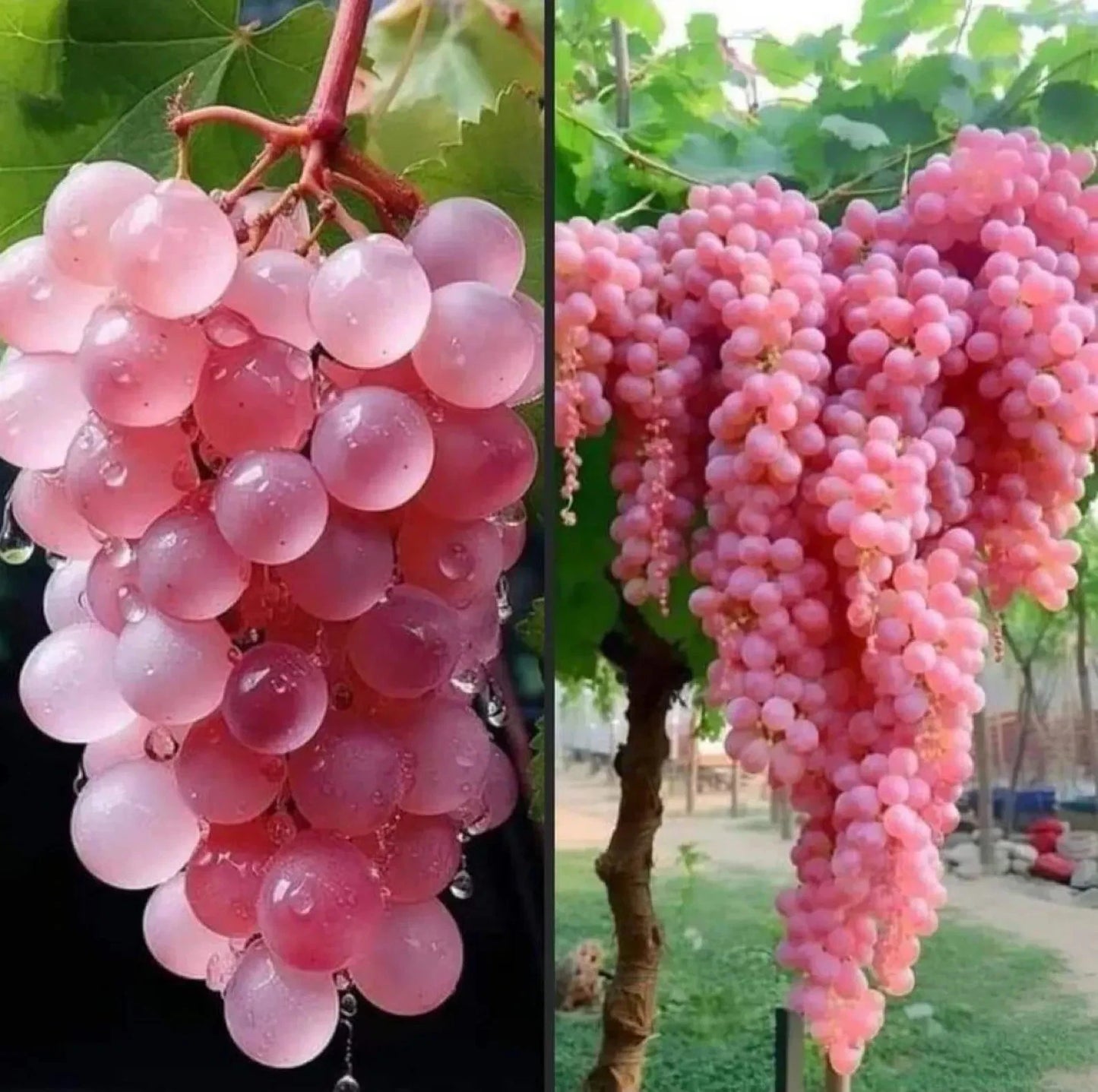 Organic Japanese Koshu Grape Cuttings - 5 Super Rare Rooting Scions (Vitis vinifera) - 6-8 Inch Length for Grafting or Planting