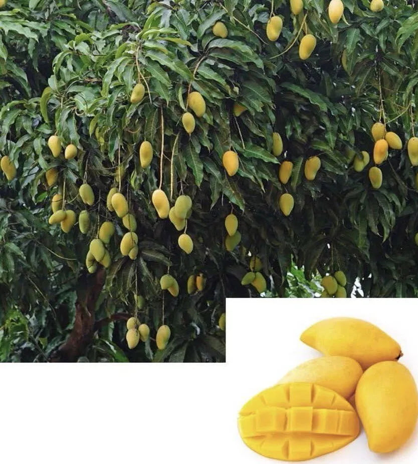 Dwarf NAMDOCMAI Grafted Popular Thai MANGO Tree 3Gal Pot