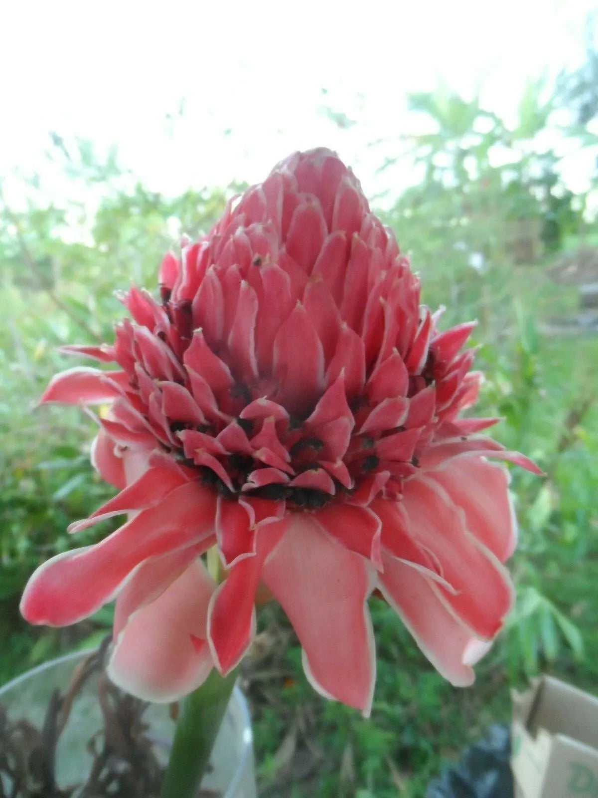 1pc PINK TORCH GINGER, ETLINGERA LIVE RHIZOME TROPICAL EXOTIC FLOWER