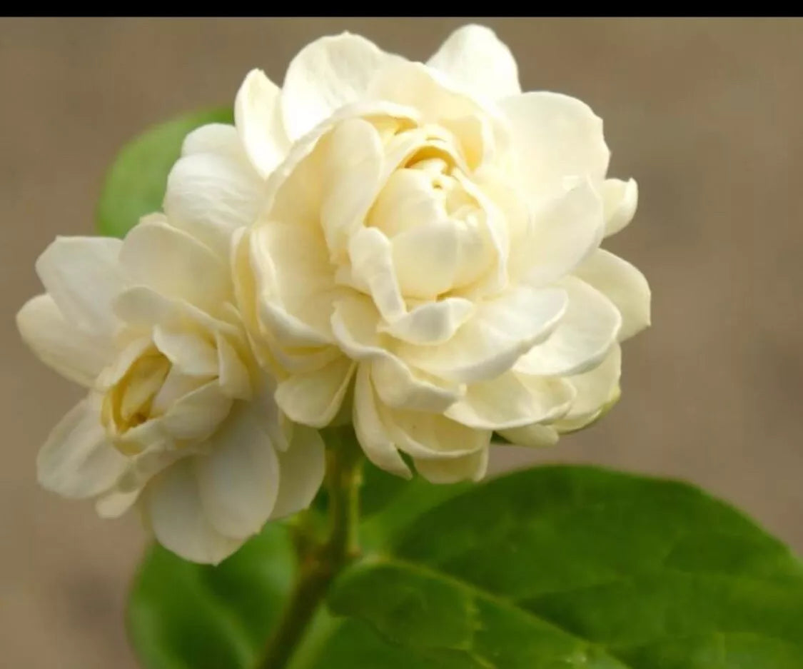 Starter Plant /fragrant flowers Grand Duke JASMINE