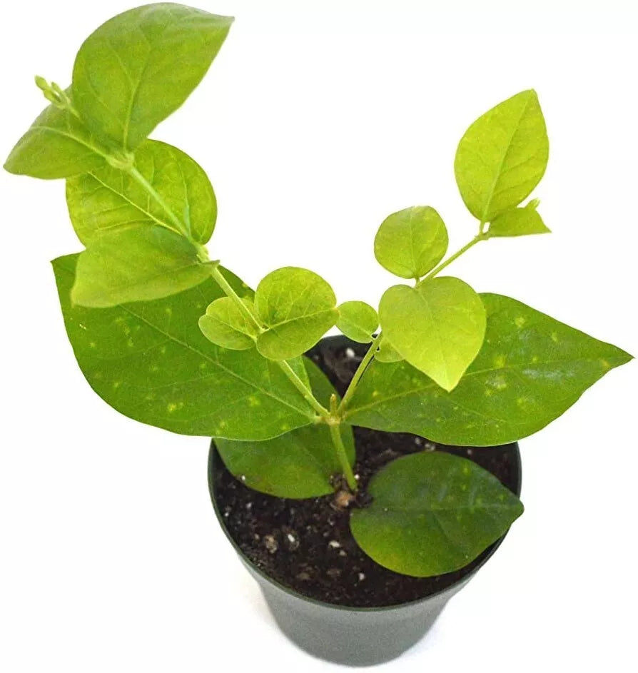 Live Plant 4" Pot Indoor Outdoor Garden Jasmine Maid of Orleans