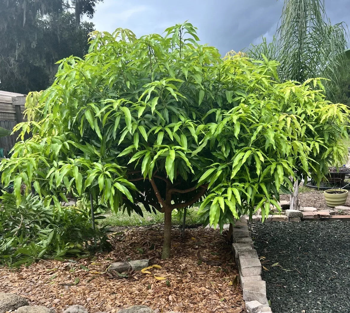3 Mango Scion Grafting Cuttings Bud Wood For Grafting Orange Sherbet