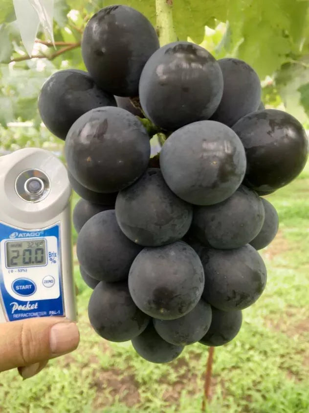 5pcs Japanese Fujiminori table grape unrooted cuttings