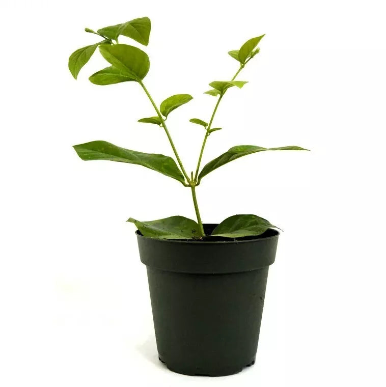 ONE Live Plant Indoor Outdoor 4'' Pot Arabian Jasmine Jasminum Sambac