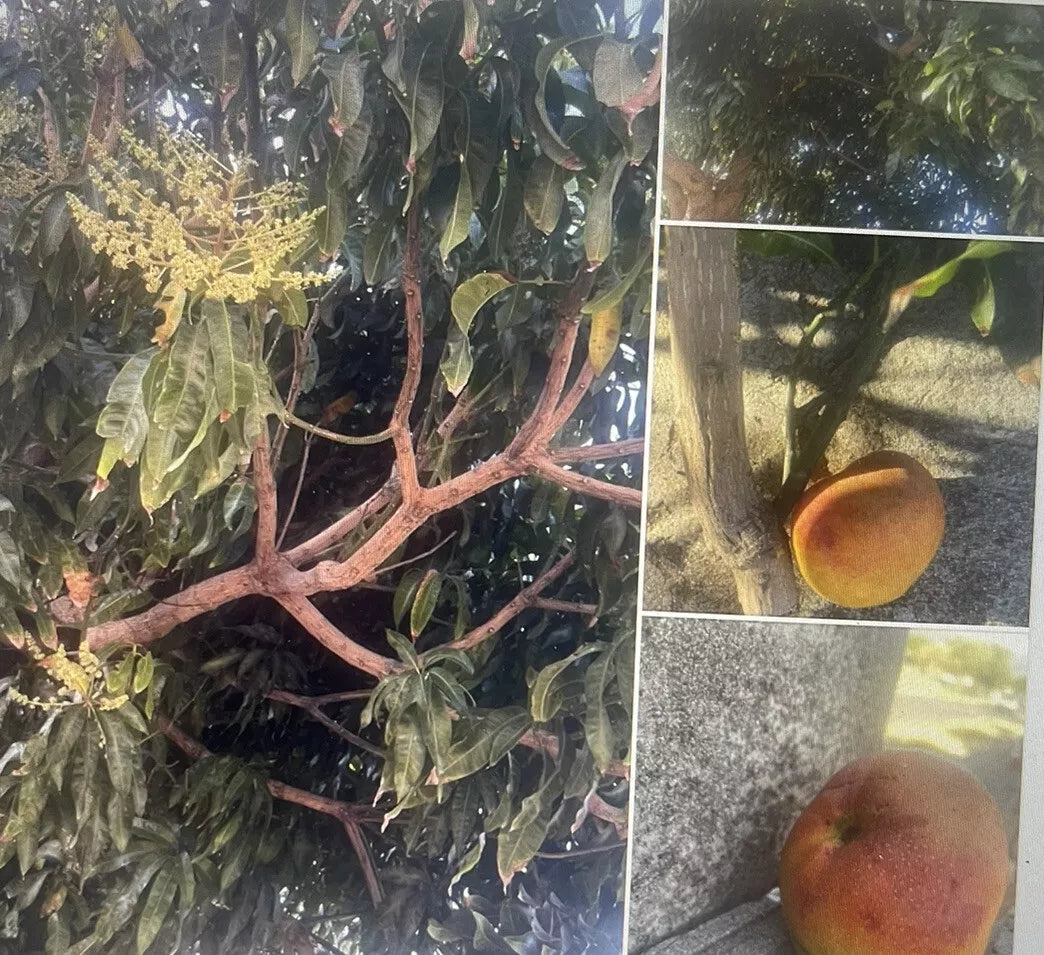 Mango tree Cutting Sweet Lola Maui 20 Stems Easy To Root 6 Inch Each