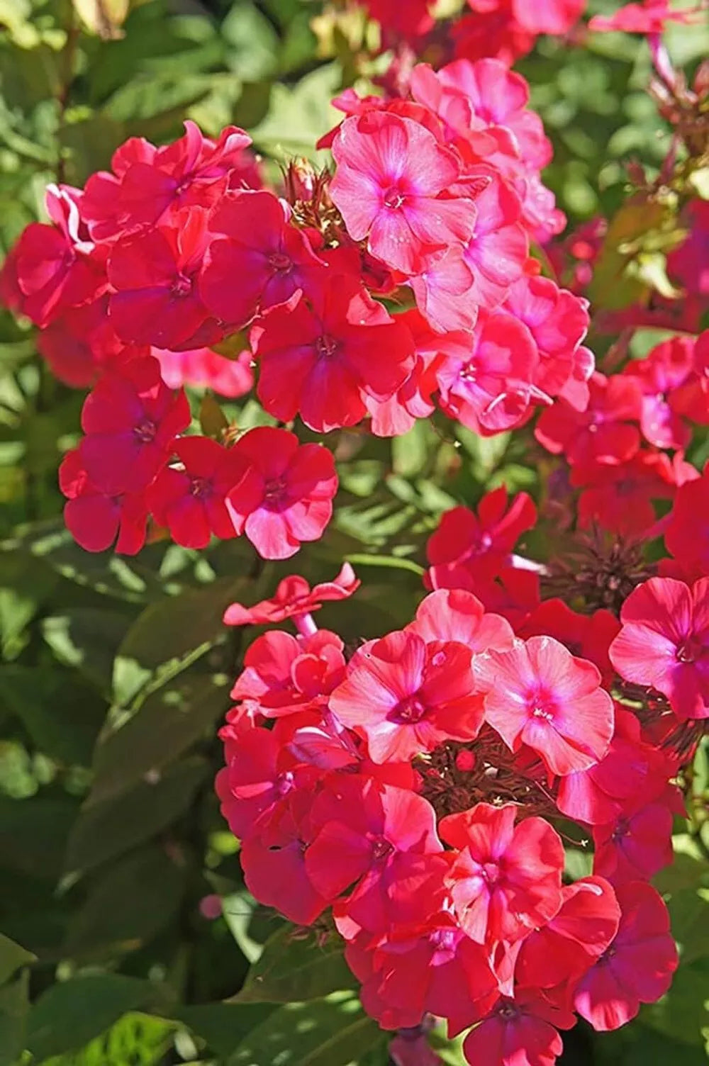 1 Cherry Starfires Vivid Phlox Red Blooms Perennial Outdoors Live Plant Gallon Pot