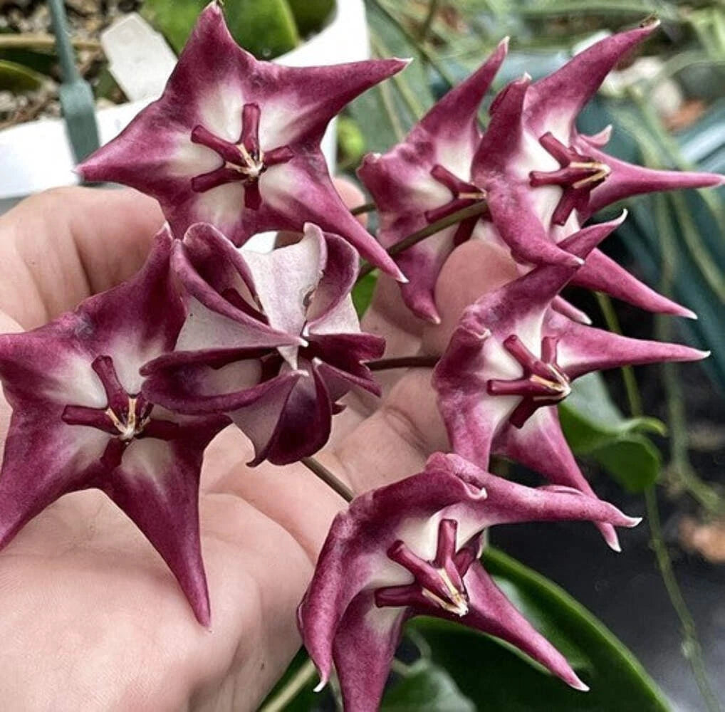 Hoya 'Kaimuki' Plant in 3.5" Pot - Vibrant Orange to Green Leaves, Red Burgundy Flowers - Hoya macgillivrayi Hybrid