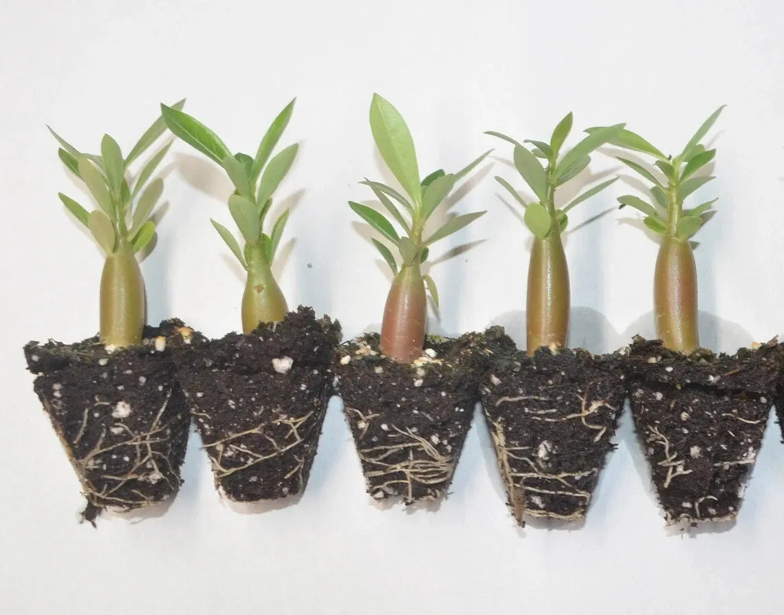 5 Pack Desert Rose Plants, Adenium Obesum, 2 inch Tall, Mixed colors, Seedling