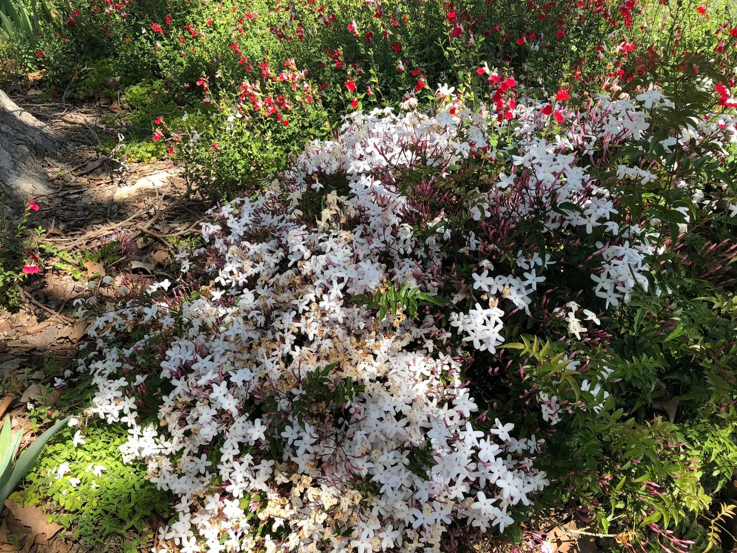 Organic Live Unrooted Cuttings Pink Jasmine Polyanthum