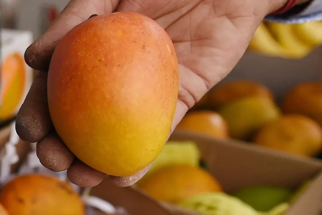 GRAFTED MANGO ALPHONSO (MANGIFERA) LIVE FRUIT TREE 3’-4’ feet