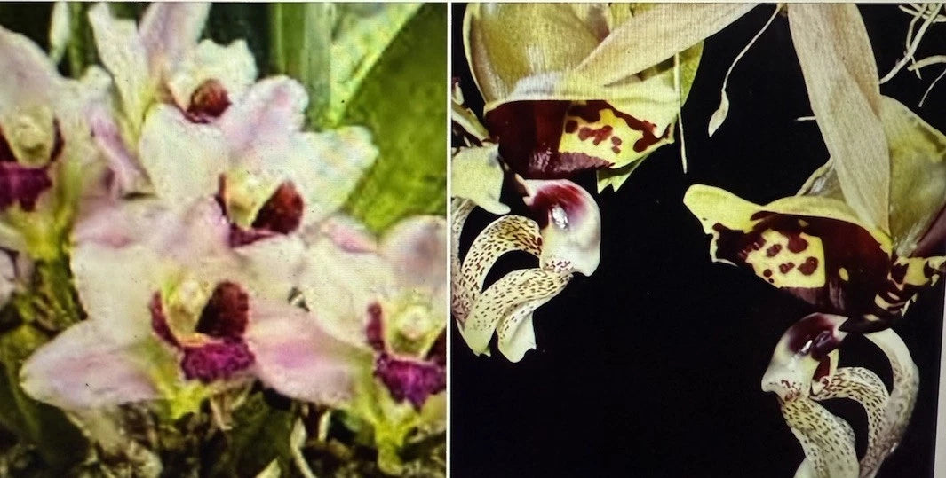 Orchid Plant Set 2 Bulbs Stan Oculata & Harria x Ang. Bare Root - Exotic Orchids from Certified Growers