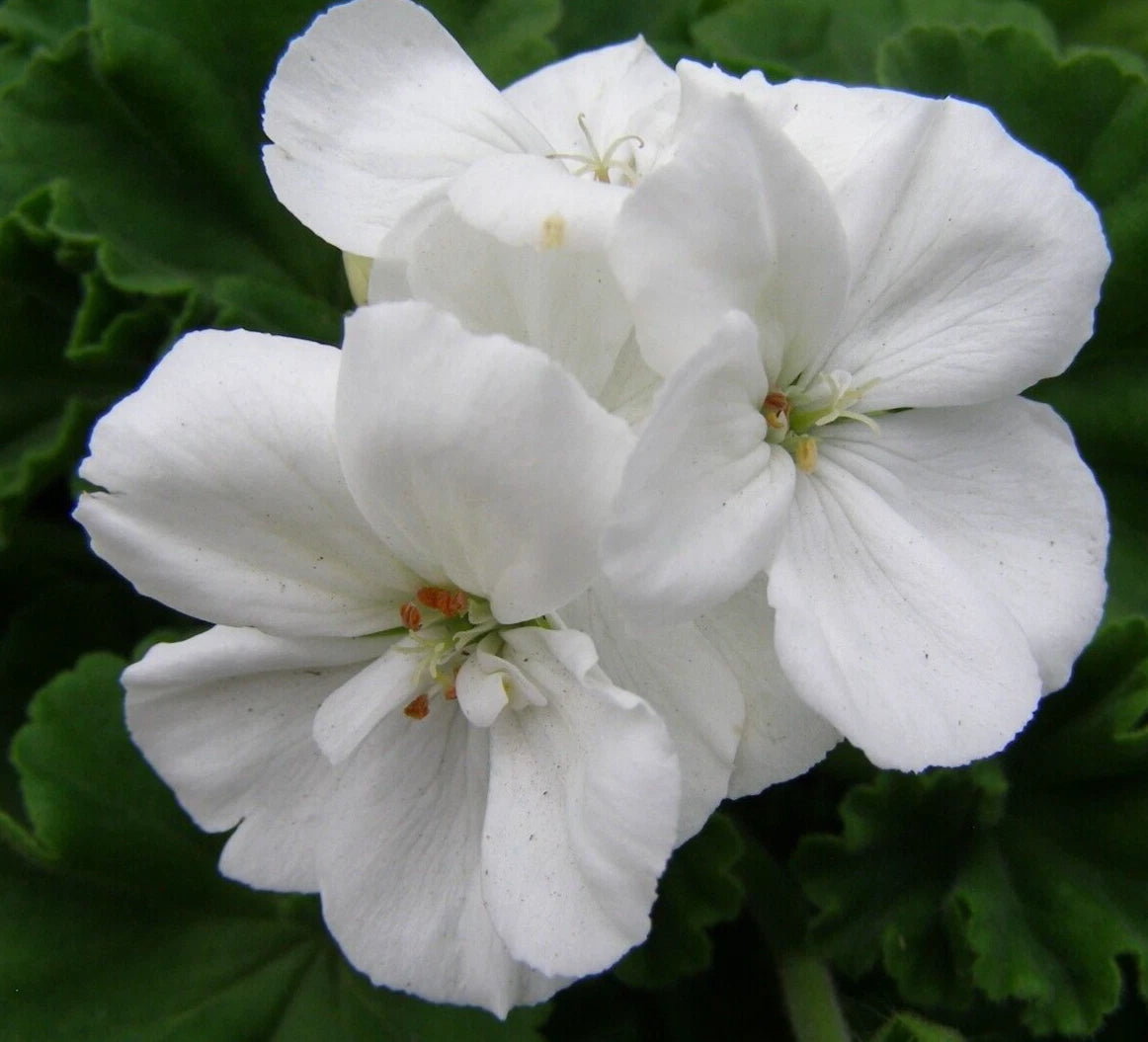 Geranium Cuttings 6" White Pelargonium Zonal Live Flower Plant - Organic, Fast-Growing, Pollen Allergies Safe