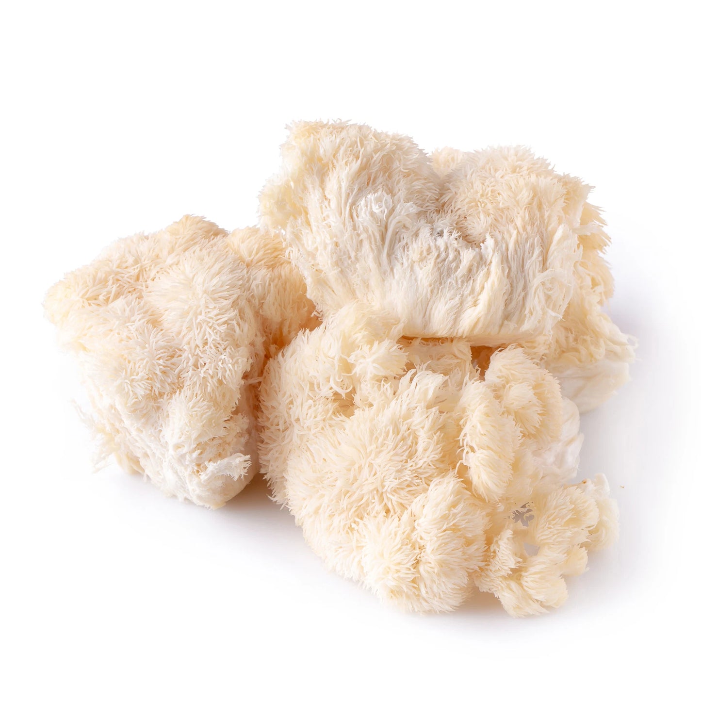 Lion's Mane Mushroom Grain Spawn 4lb Organic Rye Berries & Brown Rice (Hericium erinaceus) - Fast-Growing Mycelium