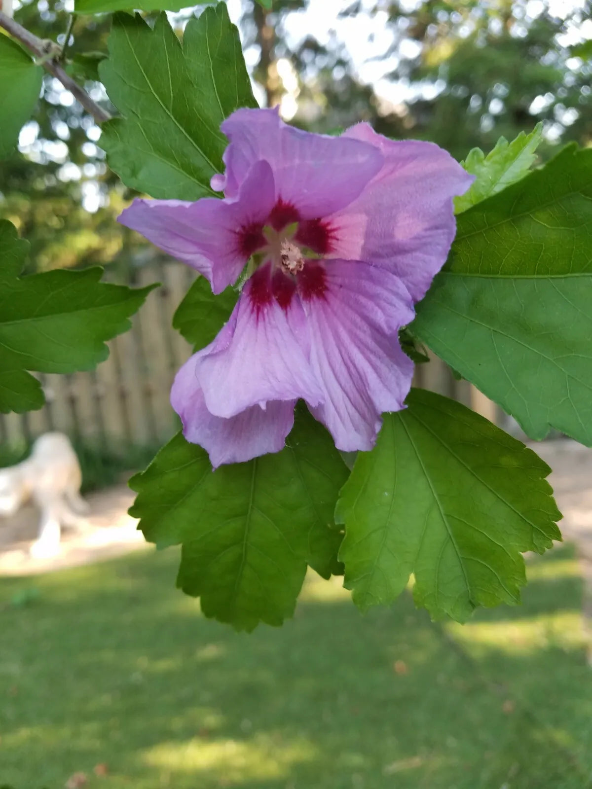 3 Rose Of Sharon Hibiscus Starter Bush Organic Live Plant w/ Roots Seedlings
