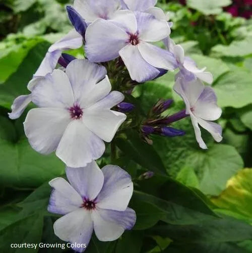 1 Live Potted Plant phlox FLAME BLUE paniculata tall garden flower 2.5" pot