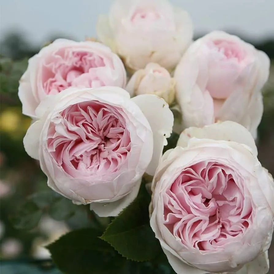 1.5 Gal Very Fragrant Blush Pink Earth Angel Parfuma Rose Plant