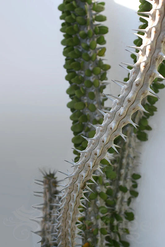 Alluaudia Procera Live Plant - Madagascar Ocotillo Succulent - Healthy Didiereaceae Variety