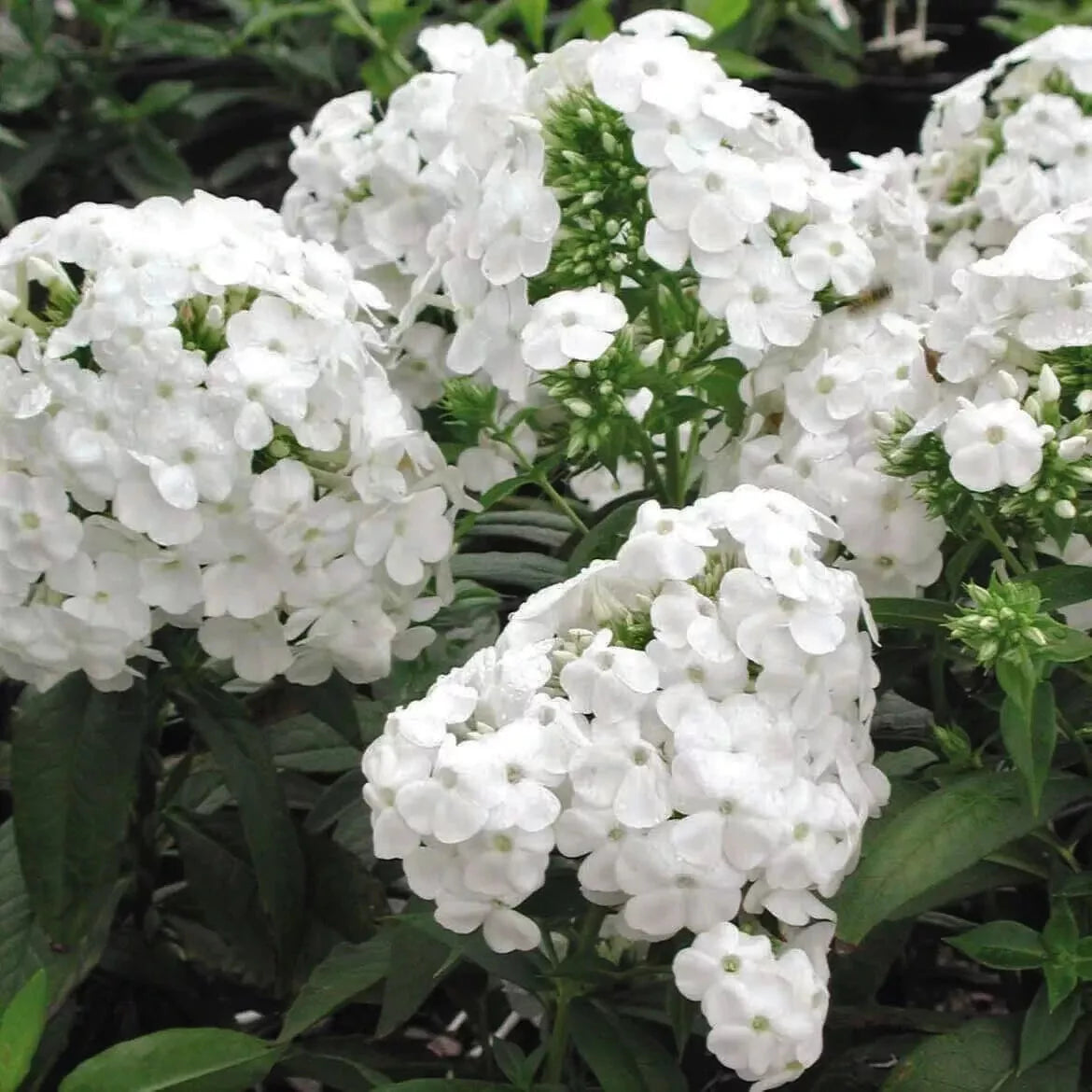 Phlox 'David' 1 Gallon Pot Live Plant