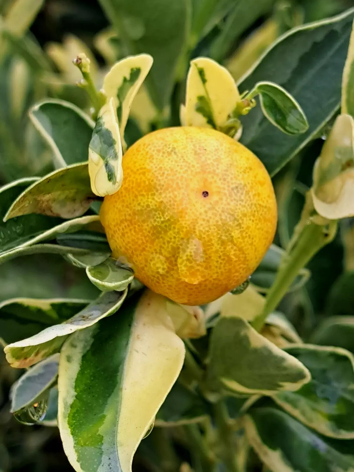Dwarf Citrus Cuttings 5+ Variegated Calamondin Citrus reticulata