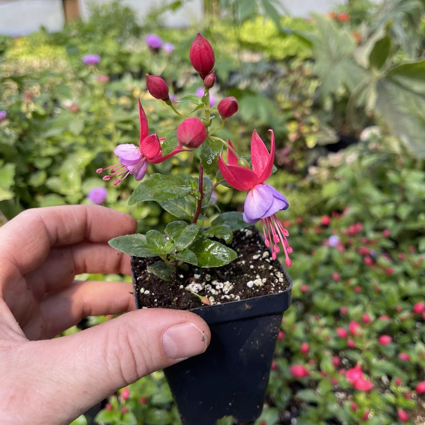 FUCHSIA ‘WINDCHIMES UPRIGHT ROSE/PURPLE’ LIVE PLANT