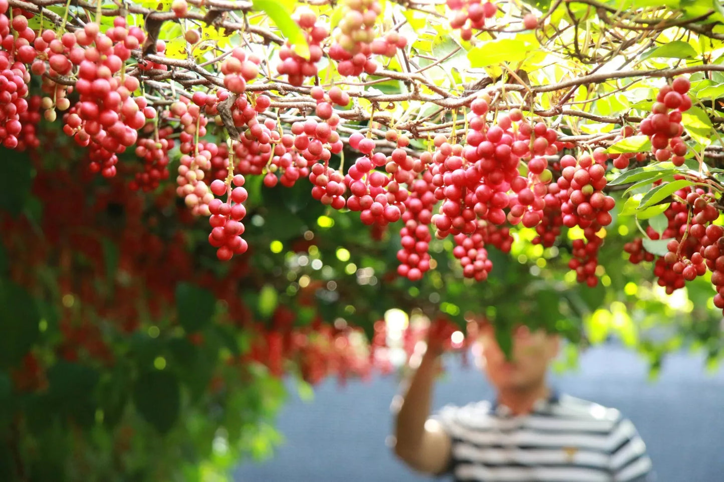 ONE Red Globe "fast growing high yield" Grape Vine Live Plant