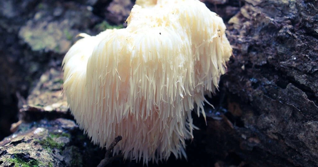 Organic Lion's Mane Mushroom Plugs - 100+ Gourmet Inoculation Kits - Hericium erinaceus - USA Seller
