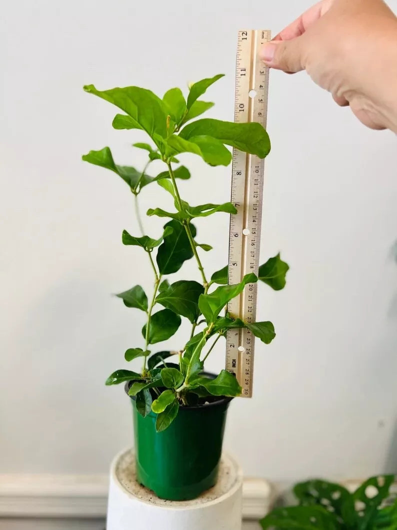 (1) Grand Duke JASMINE Starter Plants/fragrant flowers