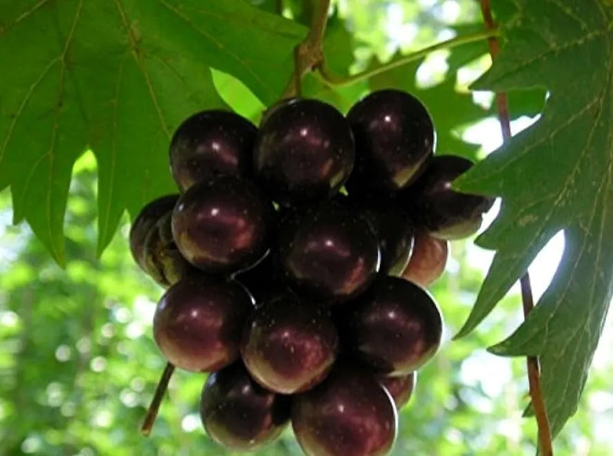 ONE Muscadine Grape Southern Home Live Plant - 4" Pot