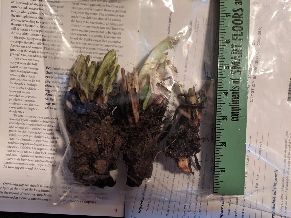 Comfrey Root Crowns - 3 Cutting Set - Fast-Growing Organic Fertilizer - Symphytum officinale - Attracts Pollinators, Easy to Grow