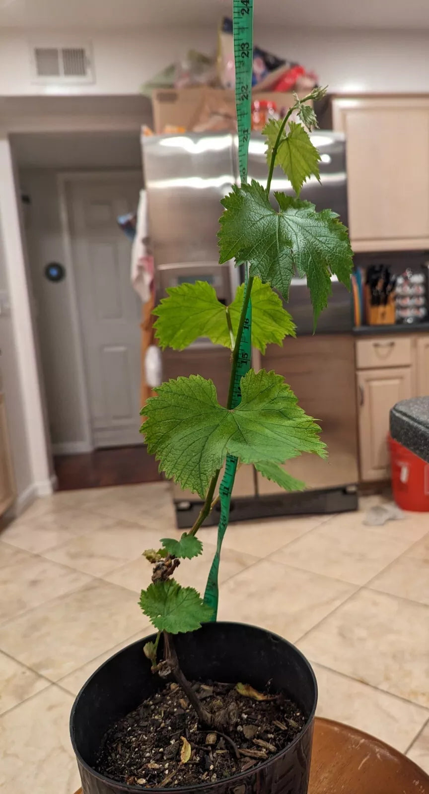 ONE 2 Year Well Rooted Japanese kyoho grape Plant