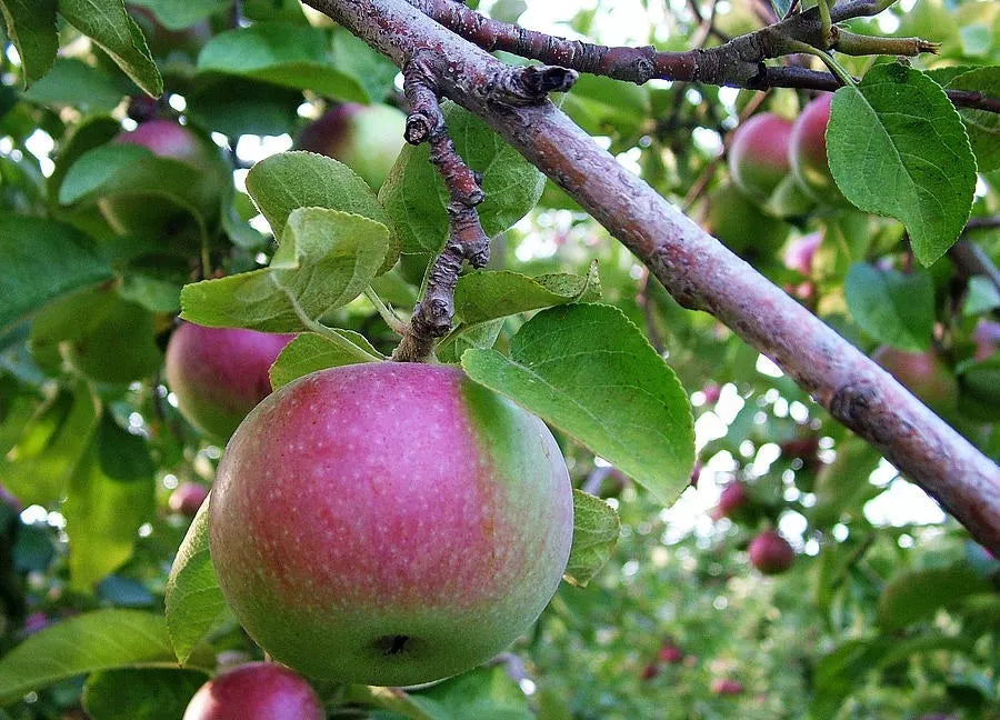 Malus pumila DWARF APPLE TREE 5 Seeds