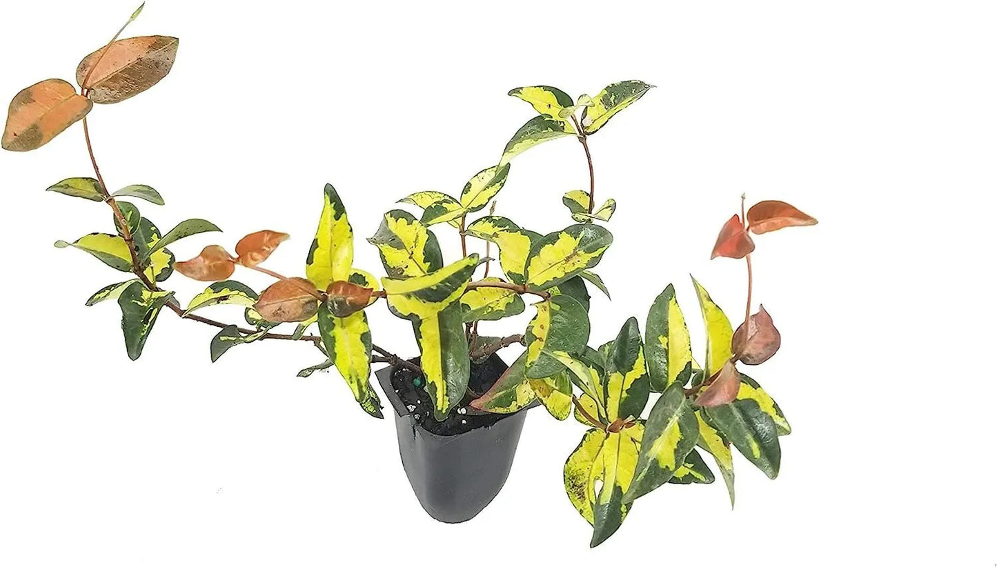 10 Live Plants Jasmine Summer Sunset (Trachelospermum Asiaticum)