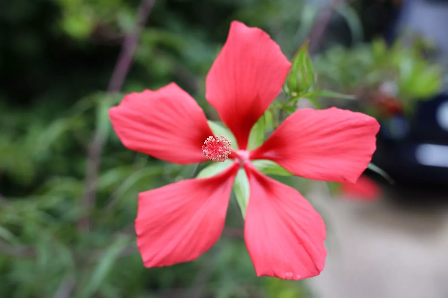 30 seeds Texas Star Hibiscus red, Hibiscus Coccineus