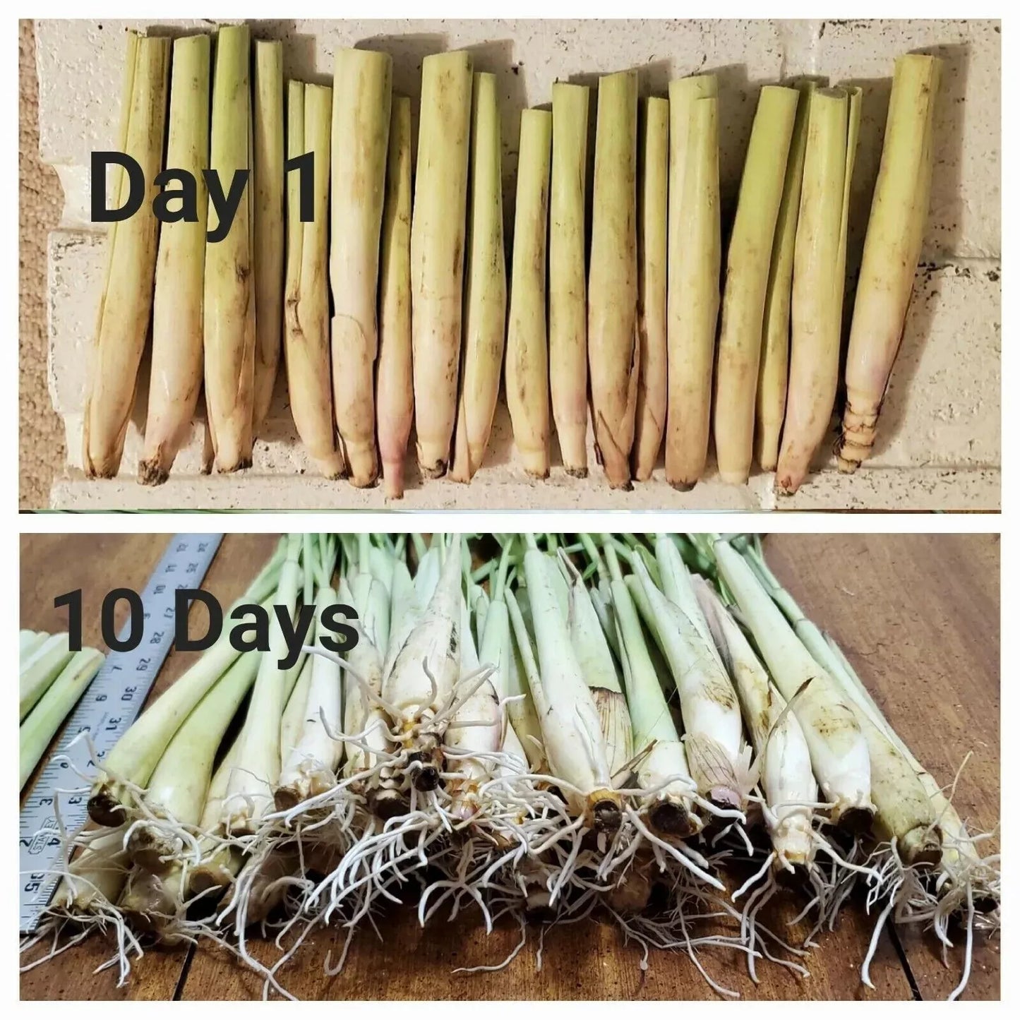 10 LEMONGRASS Fresh Cuttings Easy to Grow