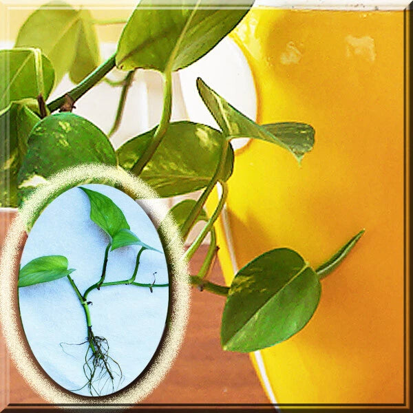 Variegated Golden Pothos Plant Roots - Devil's Ivy Epipremnum Aureum - 2 Roots with 2+ Leaves (5"-6") for Indoor/Outdoor Use