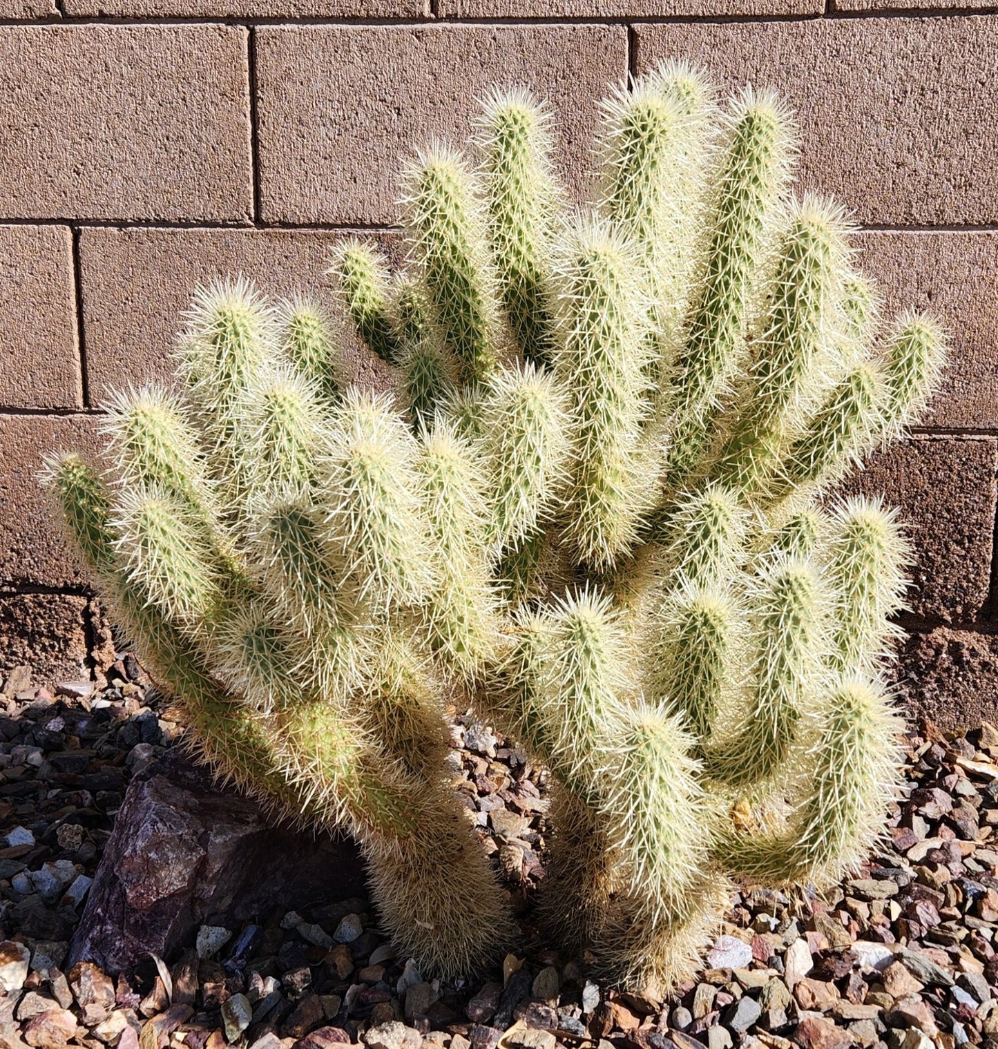 Cylindropuntia Bigelovii Teddy Bear Cholla Cactus Cutting Segment (3-5") - Prickly Pear Cactus for Planting