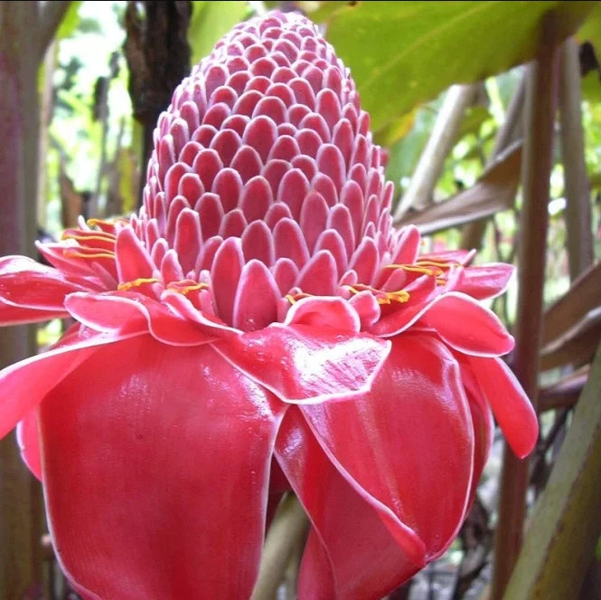 Red Torch Ginger Plants - 2 Well-Rooted Rhizomes, Etlingera Elatior, Tropical Garden Essential