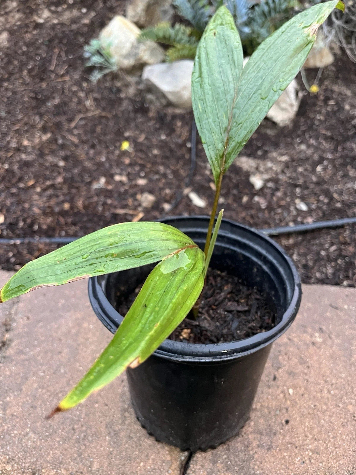 4 Inch Potted Flamethrower Palm, Chambeyronia macrocarpa, Cold Hardy Tropical Plant - Easy Care for Home or Office