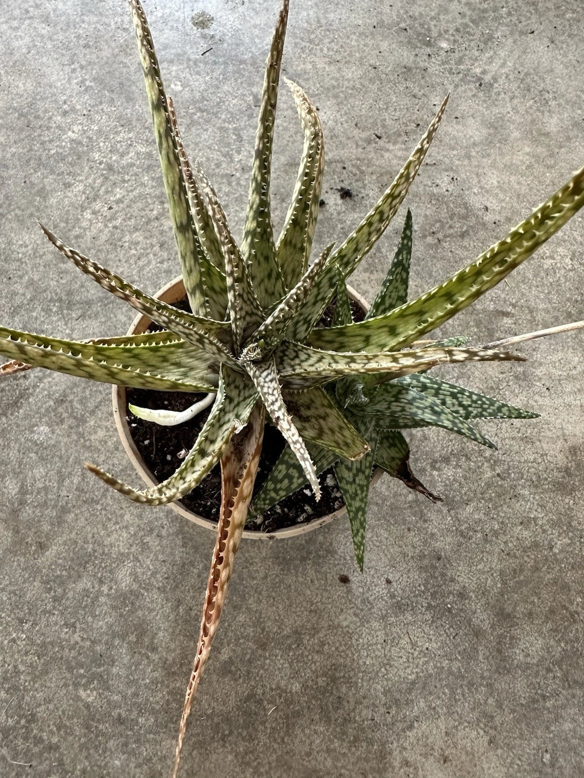 Aloe Hybrid “Blizzard Cactus” Succulent Bare Root Cacti - Unique Drought-Tolerant Plant for Indoor/Outdoor Gardens