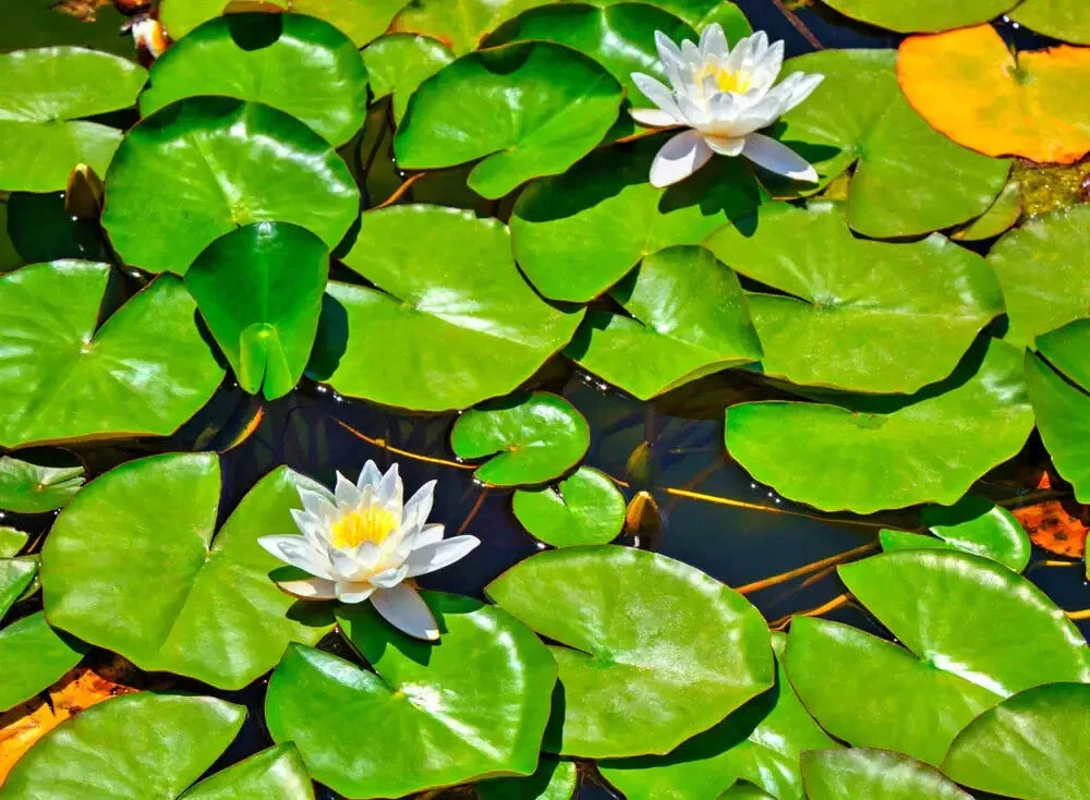 Lily Pads Bare Root Live Plants for Water Gardens - Perennial Aquatic Plants - Nymphaea Varieties for Ponds and Landscaping