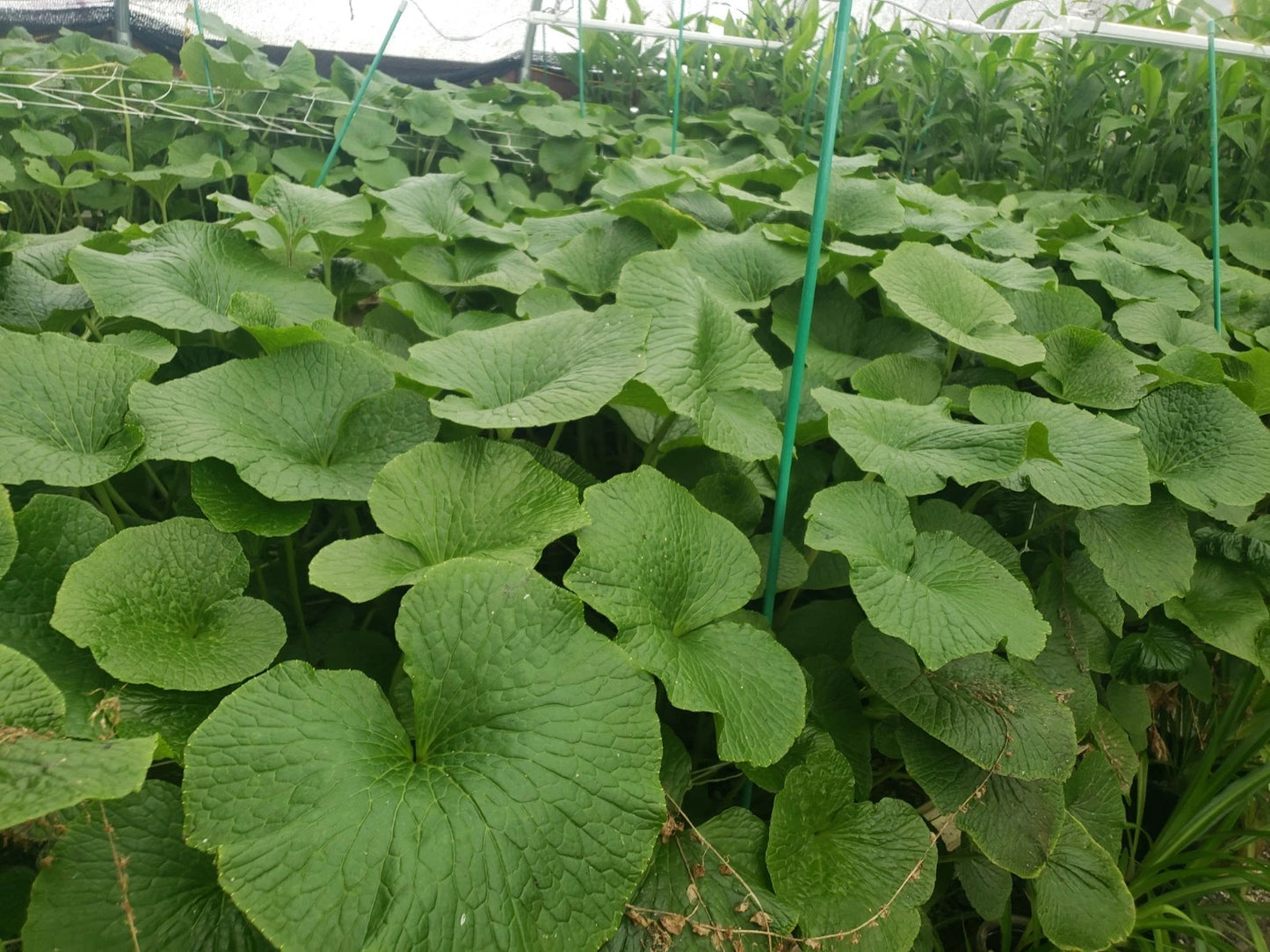Japanese Wasabi Plantlets - Edible Specialty Perennial - Eutremia Mazuma - Health Benefits - Indoor/Outdoor Cultivation