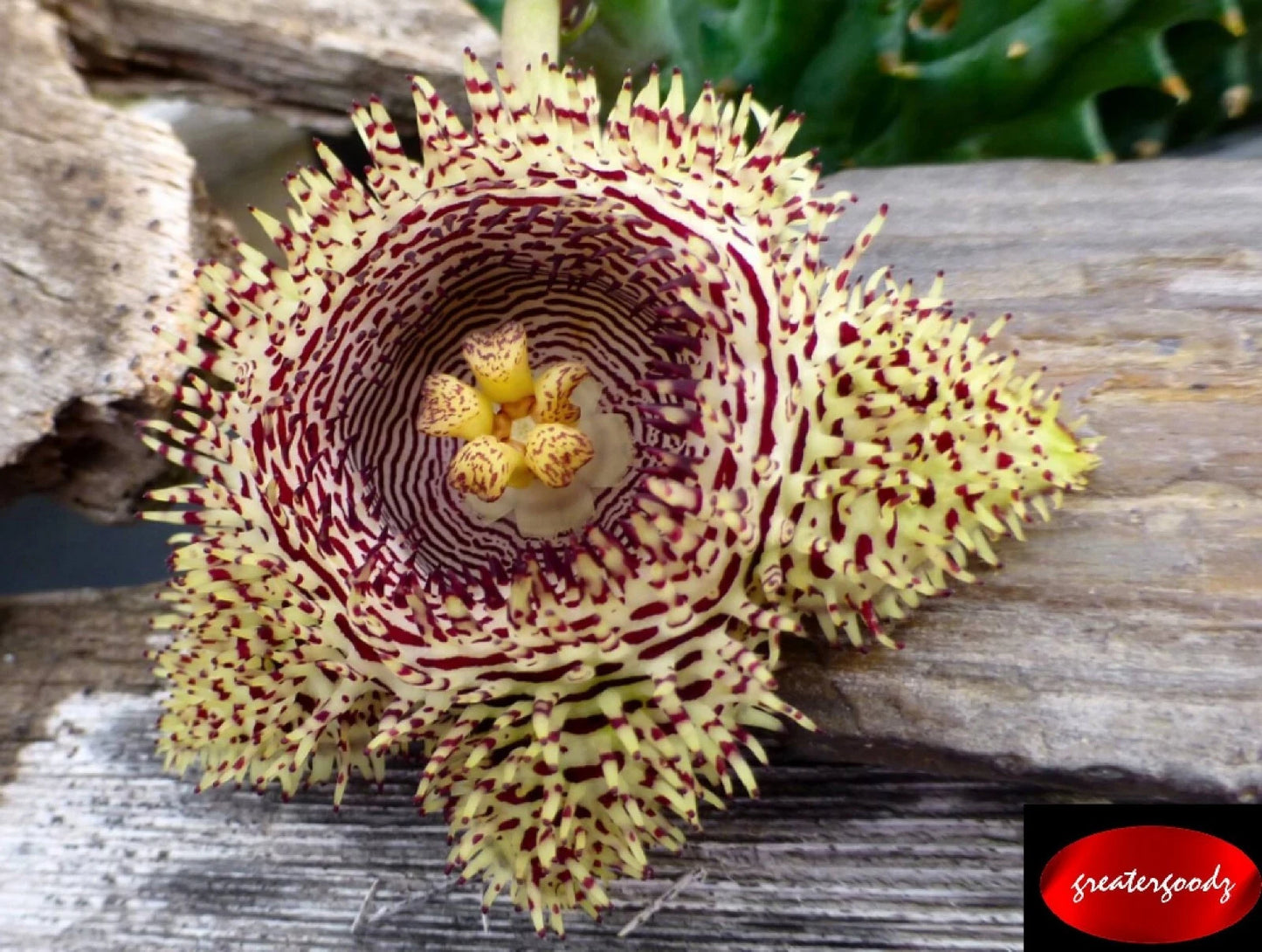 Huernia Hystrix Succulent Cutting - Rare Huge Bloom - Toothy Variety - Huernia hystrix ssp. hystrix
