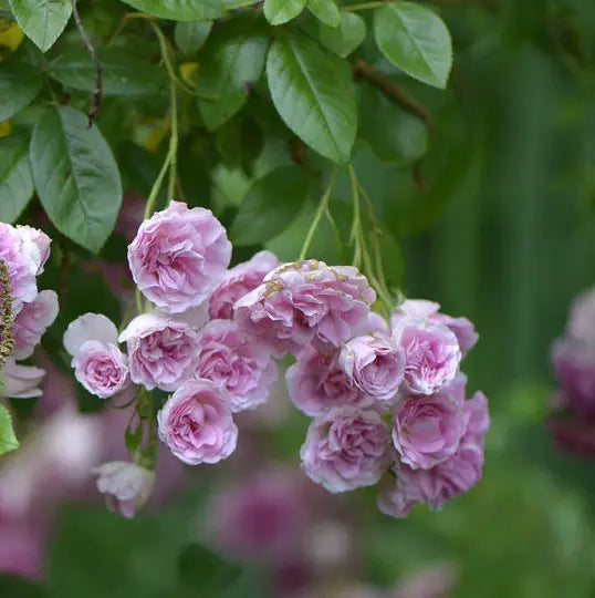 7 SISTERS PINK ROSE BUSH HEIRLOOM LIVE PLANT