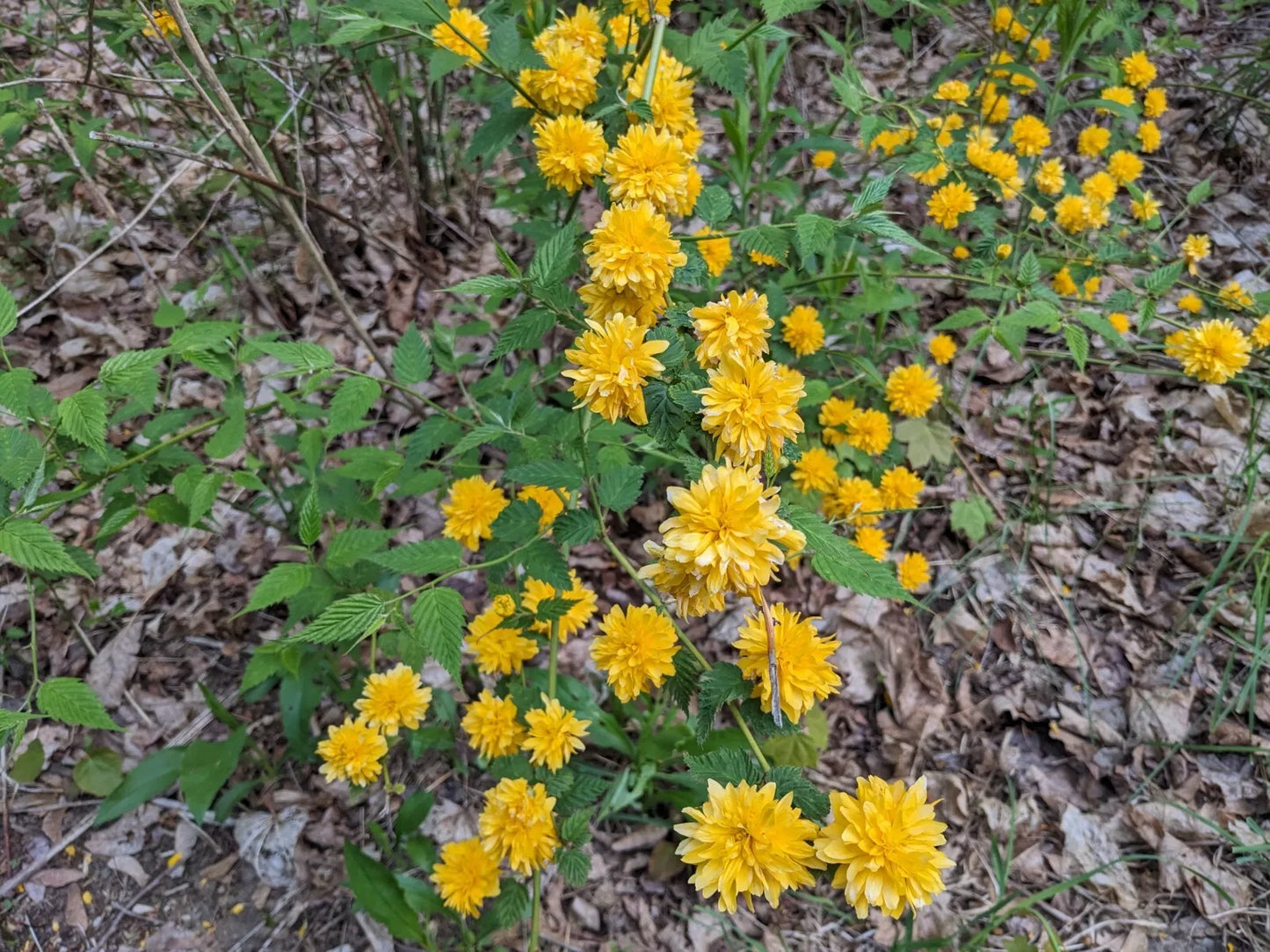 5 Unrooted Cuttings Kerria japonica, Japanese Rose or Miracle Marigold