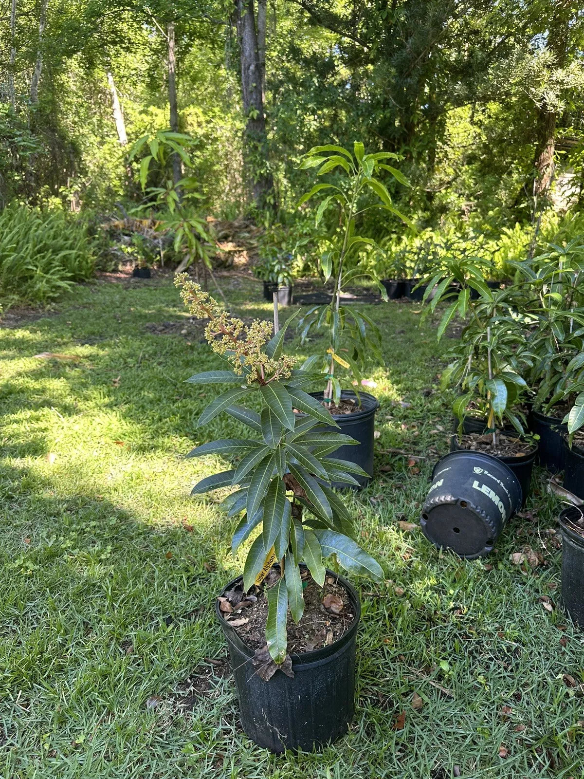MANGO TREE GRAFTED (3 Gallon Pot)